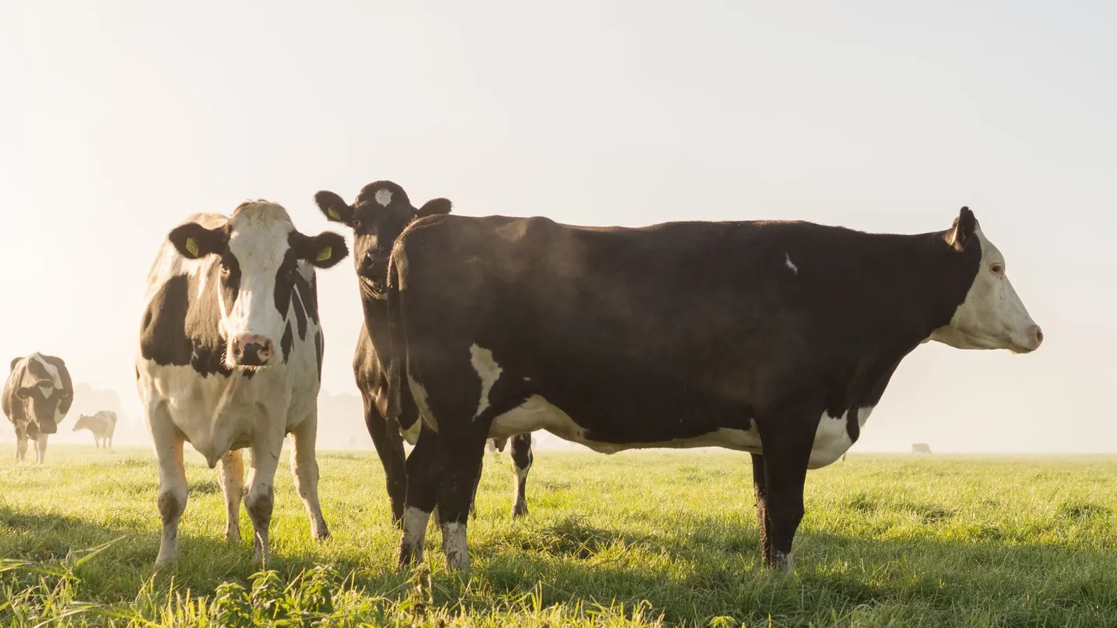 Rechtsextreme Tierschützer: Wenn Neonazis Tierrechte für sich nutzen